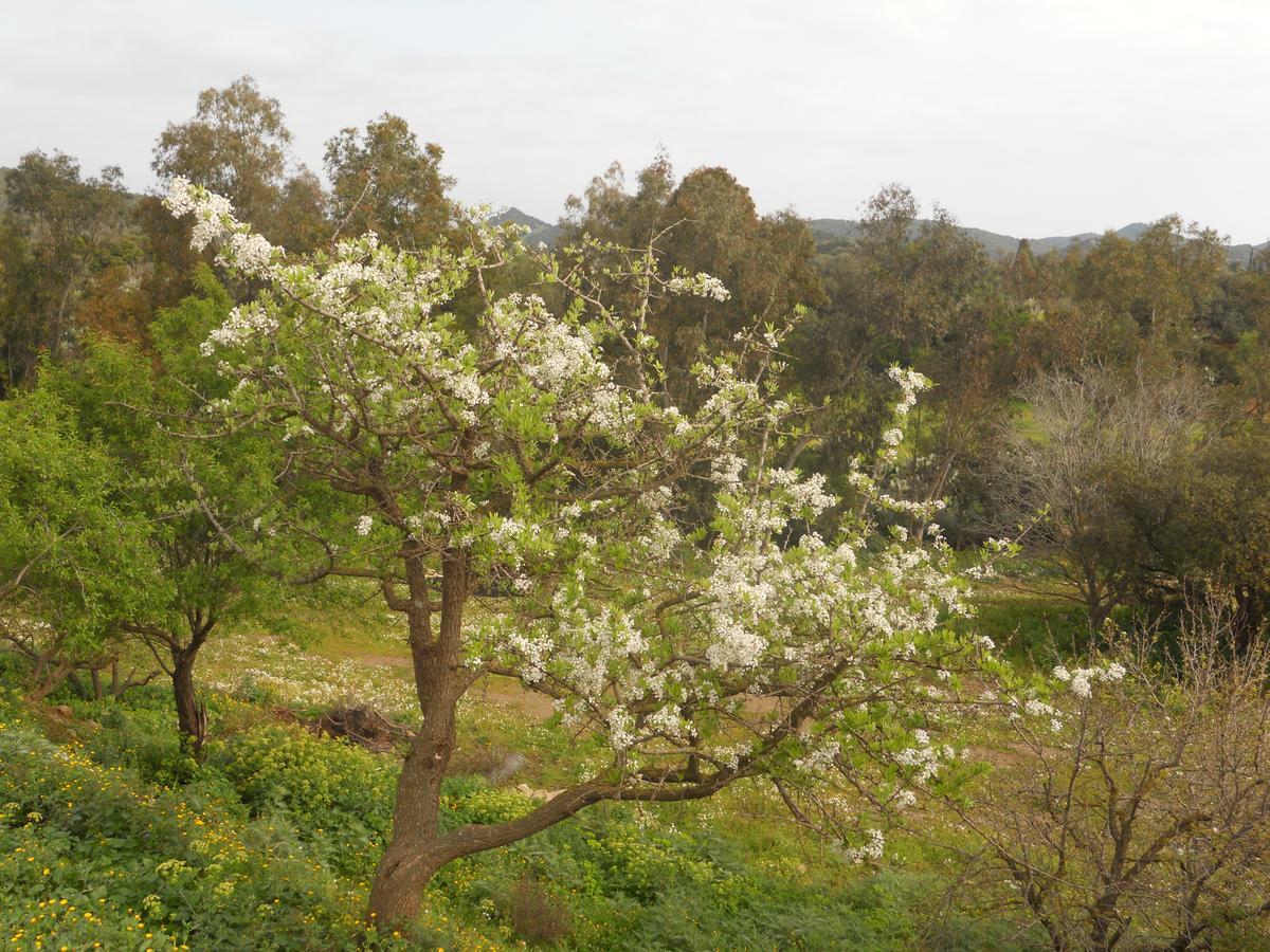 Agriturismo Marongiu 빌라푸주 외부 사진